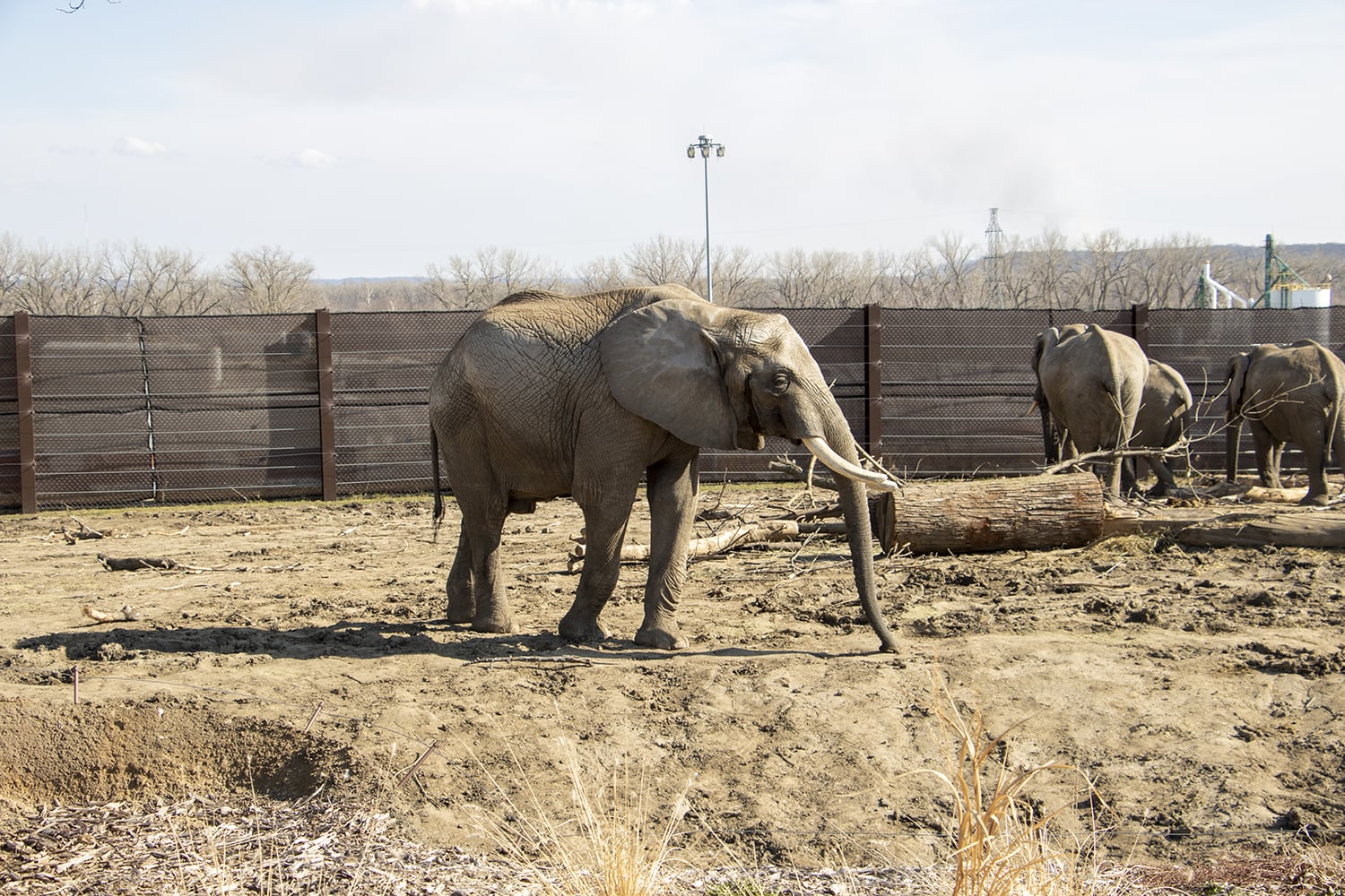 Get Wild in Omaha A Guide to America’s Best Zoo Omaha Zoo