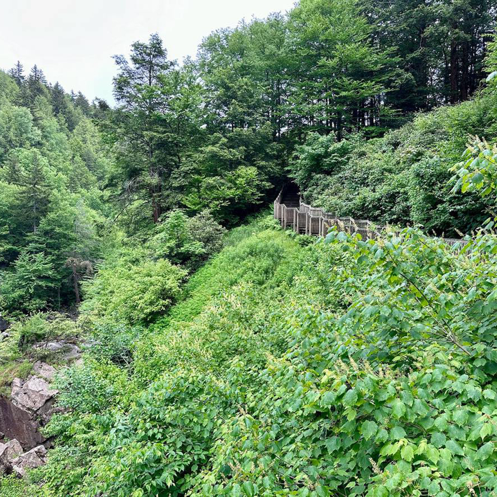 View of the boardwalk hidden in the lush green plants from the waterfall.