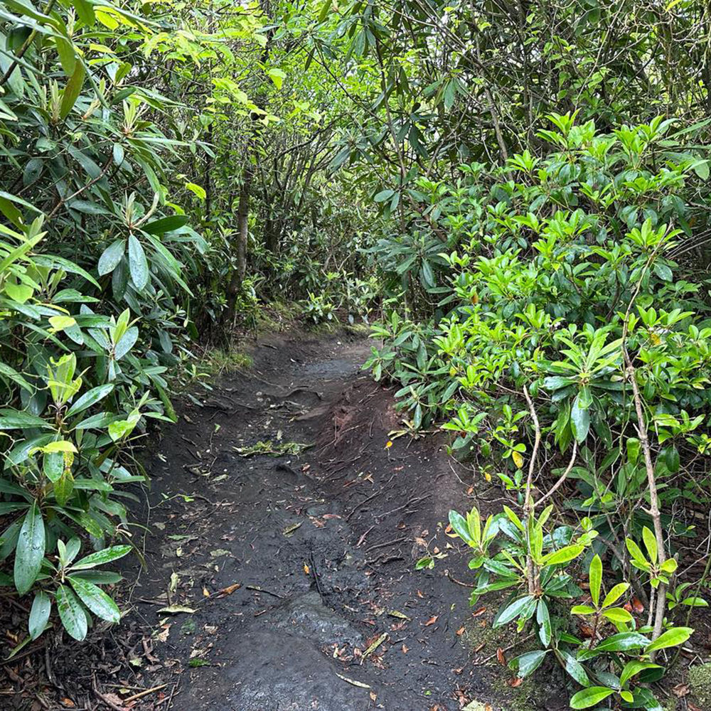 Lindy Point trail surrounded by lush green forest in Blackwater Falls State Park