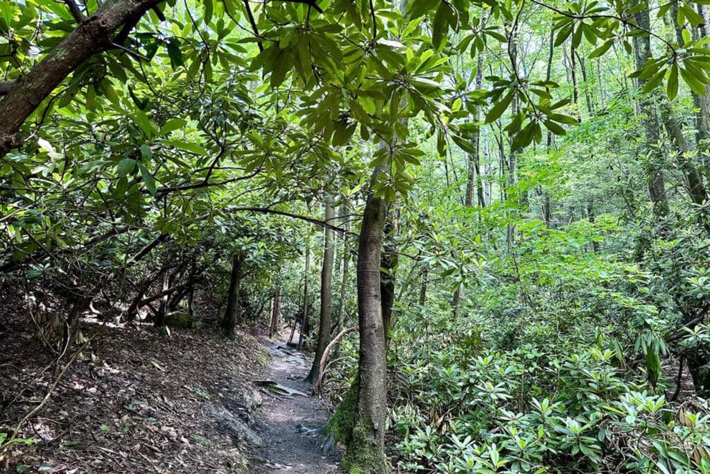 Endless Wall Trail Guide: Trail Tips, Parking, and Scenic Overlooks endless wall trail rhododendron thicket