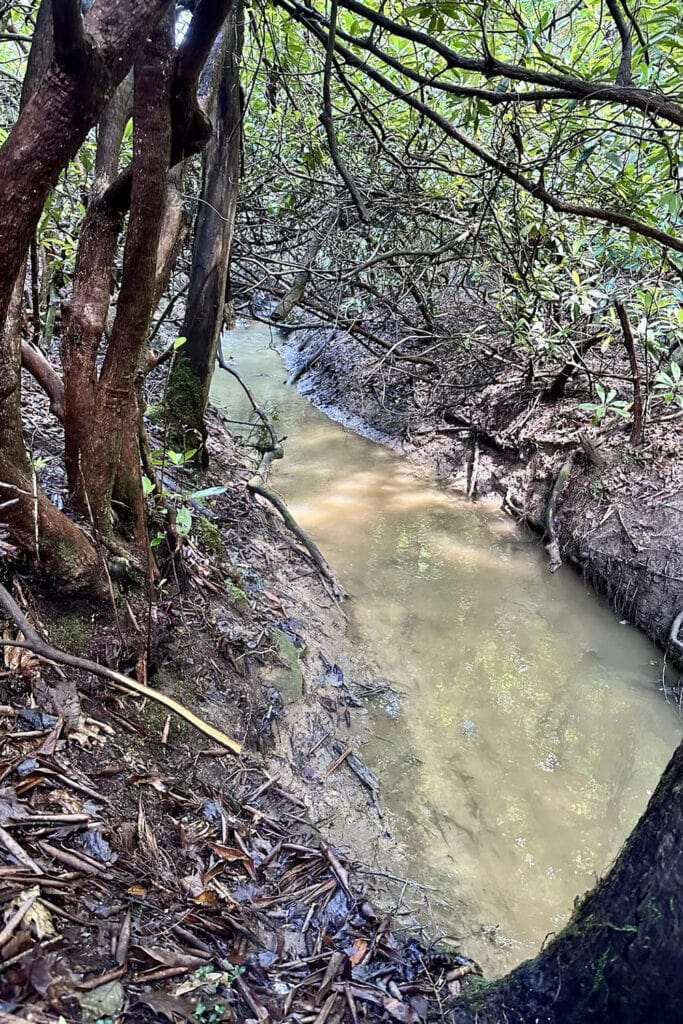 Fern Creek flowing gently through the Endless Wall Trail, surrounded by rocks and dense forest vegetation.